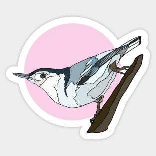 White Breasted Nuthatch on Pink Sticker